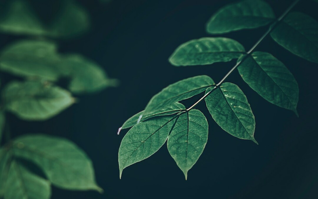 Mon troisième article